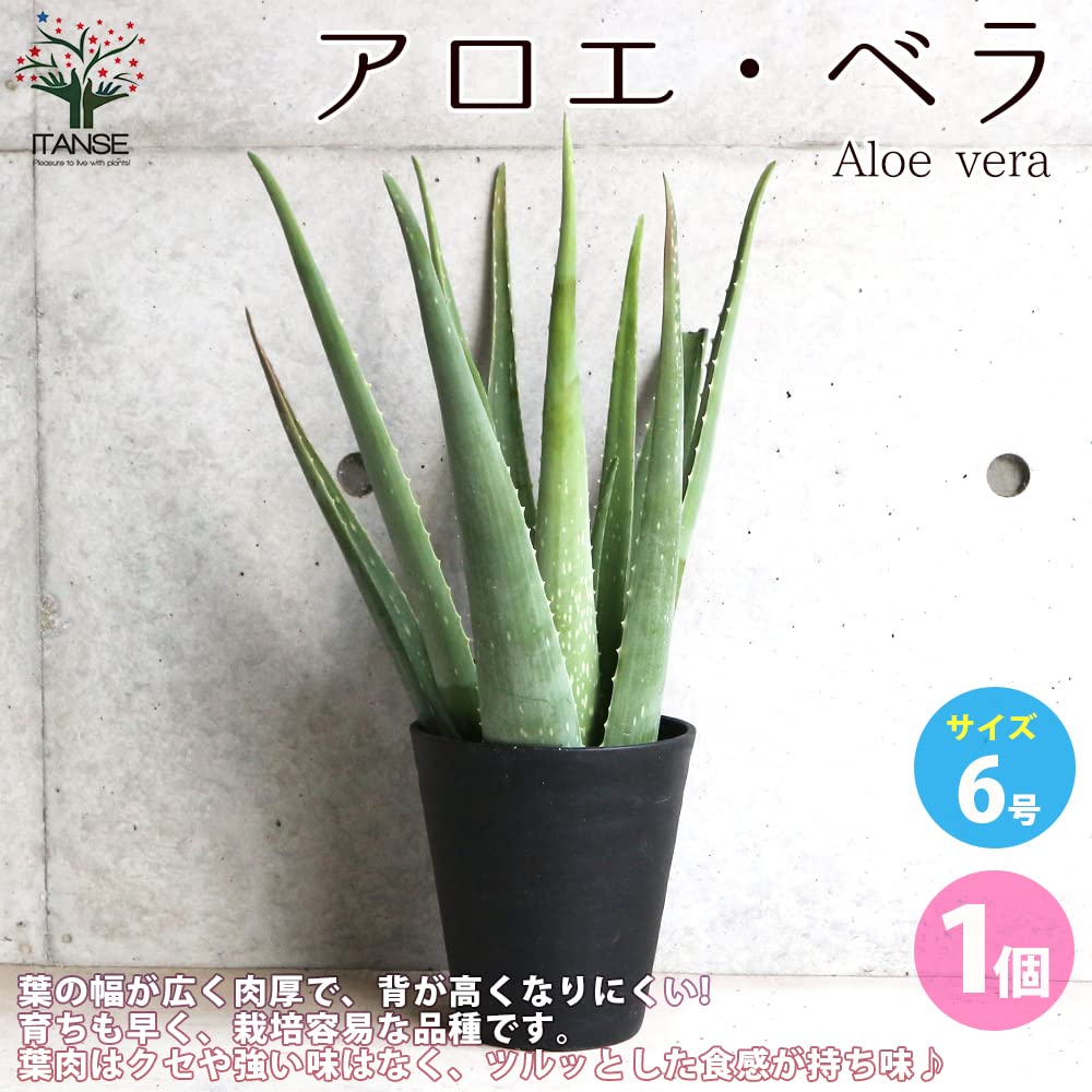 Amazon.co.jp: ITANSE アロエベラ 6号鉢【品種で選べる多肉植物